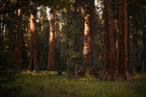 Green Trails: Top Eco-Friendly Hiking Destinations in the U.S.